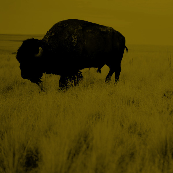 a single bison standing in tallgrass prairie, the color of the photo shifted to a dark olive yellow