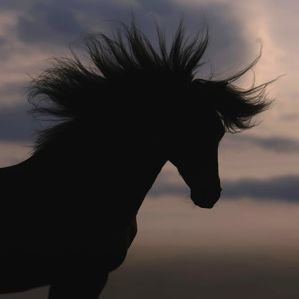 silhouette of a wild horse in front of a dusky sky, its mane splayed in long strands